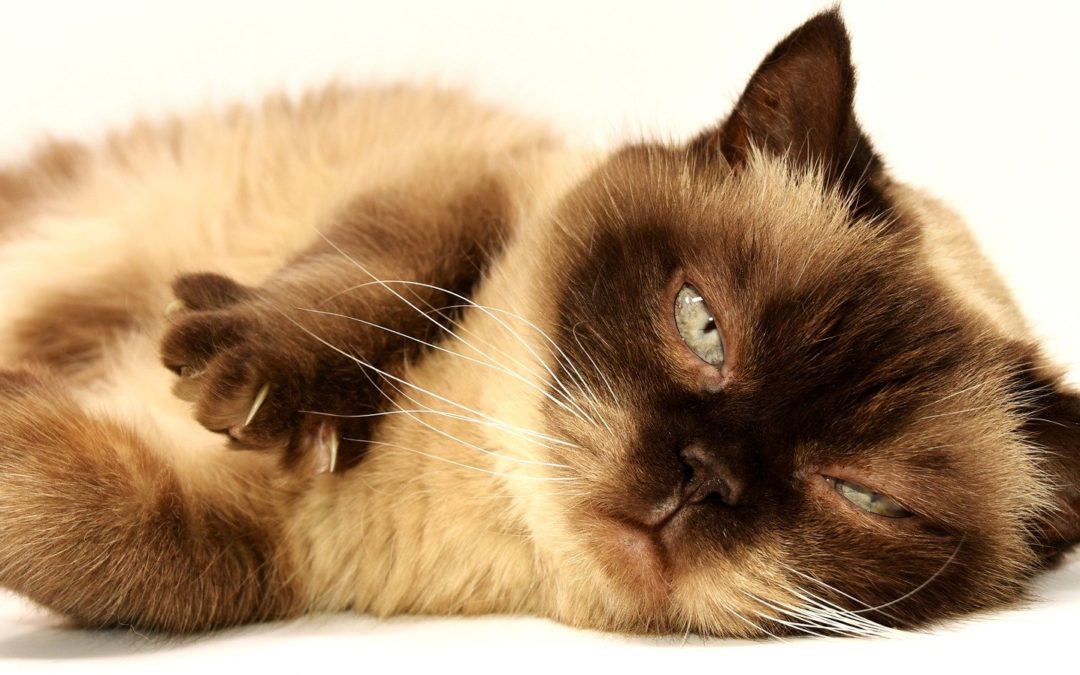 5 Tips on Trimming a Cat’s Nails