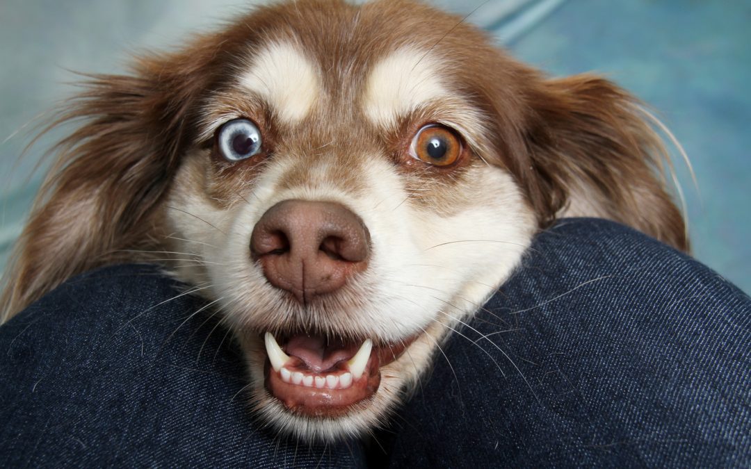 Gum Disease in Dogs