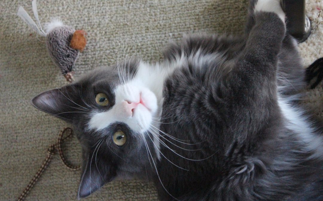 Is Catnip Safe for Pets?
