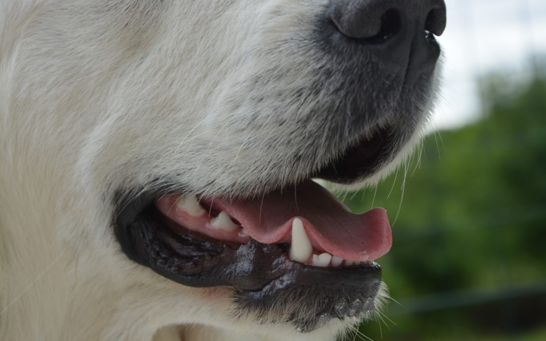 how to brush your dog's teeth