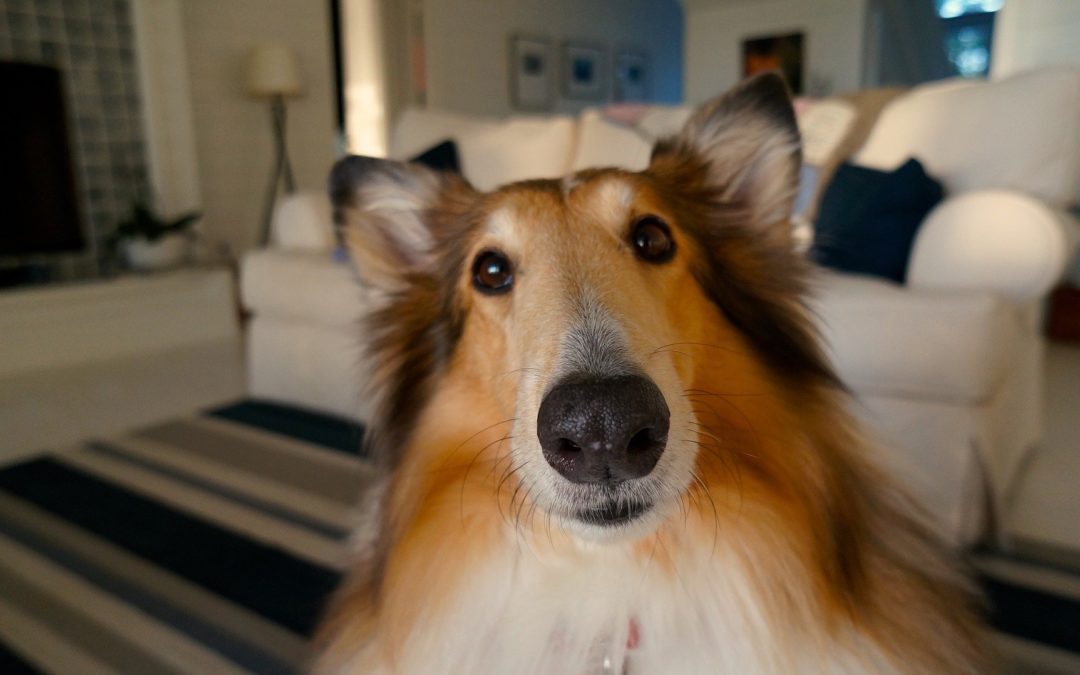 Non-Toxic, Pet-Safe Detergent and Soap