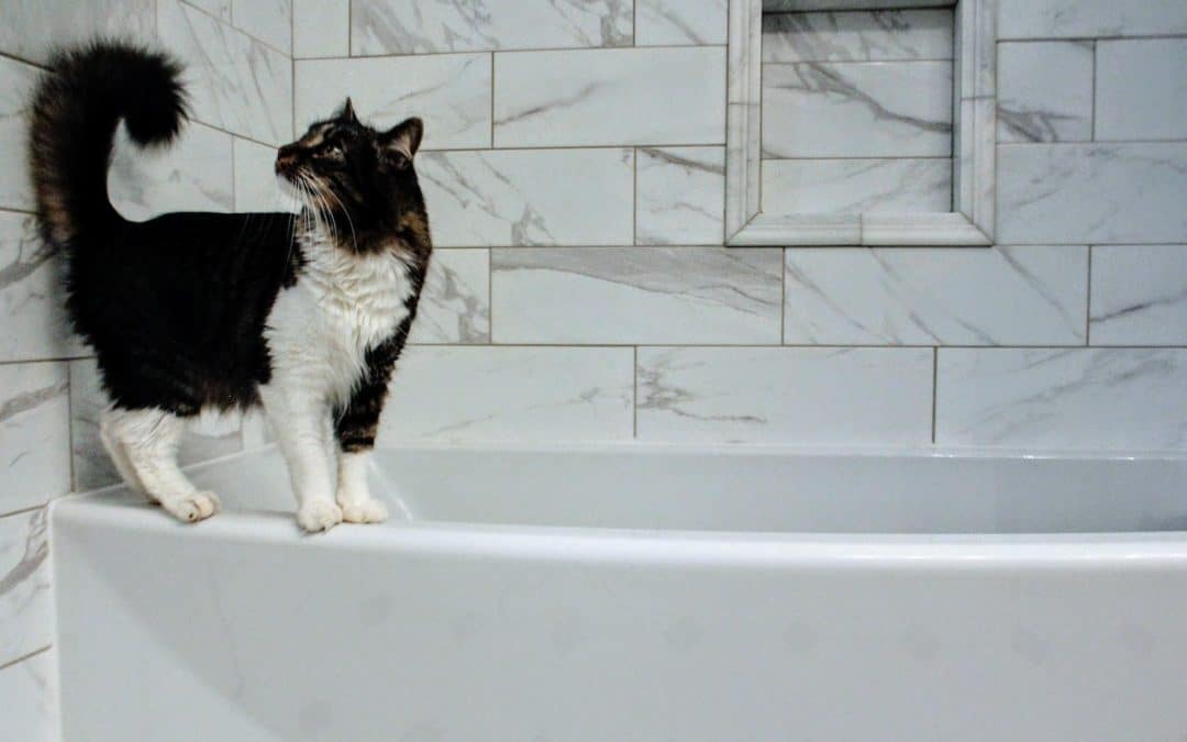 5 Reasons Your Cat Stopped Using the Litter Box