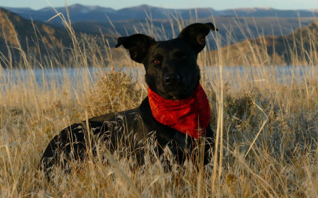 National Heartworm Awareness Month