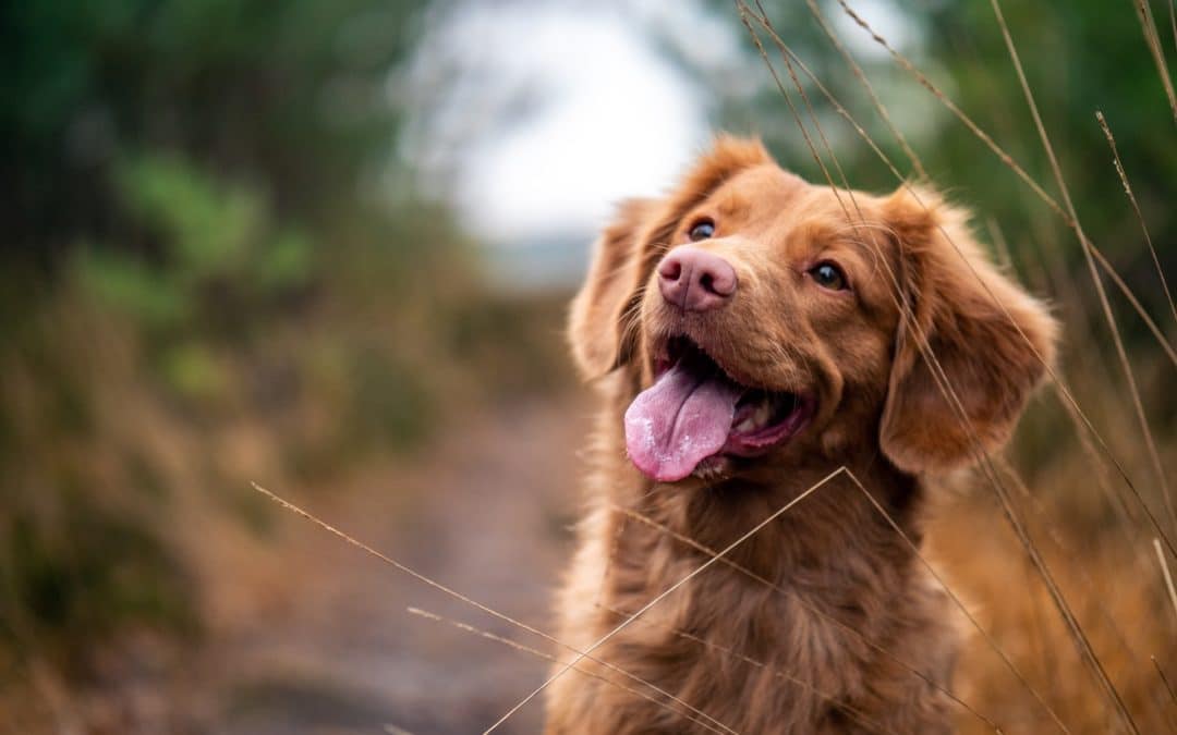 What is the Best Treatment for Osteoarthritis in Dogs?
