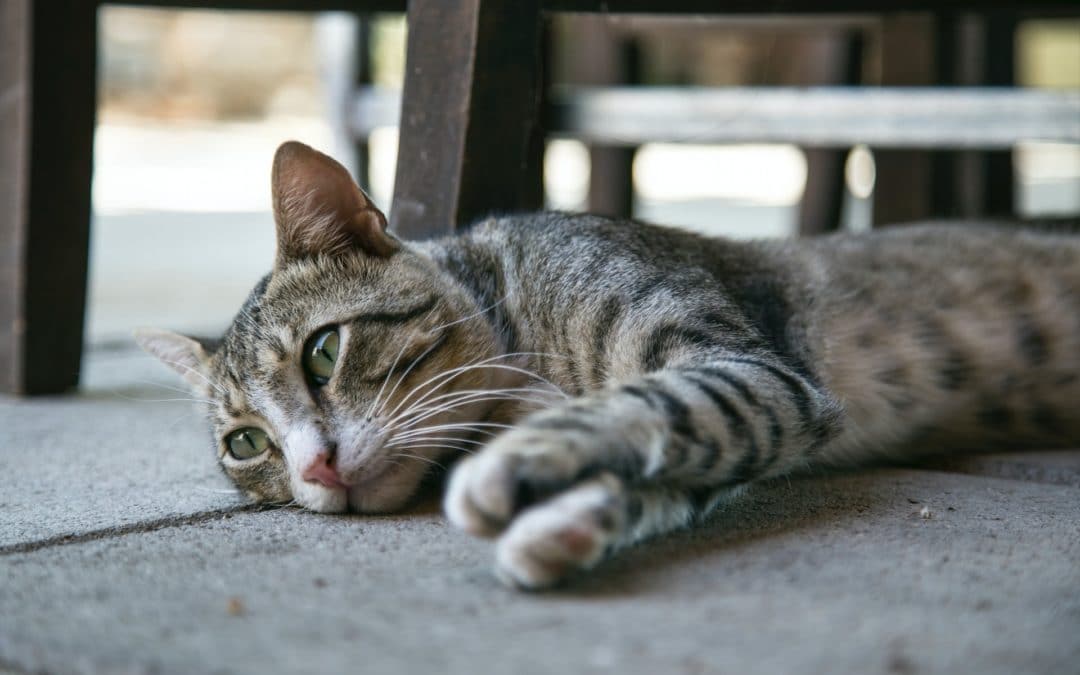 Lily Toxicity in Cats is a Concern in Springtime