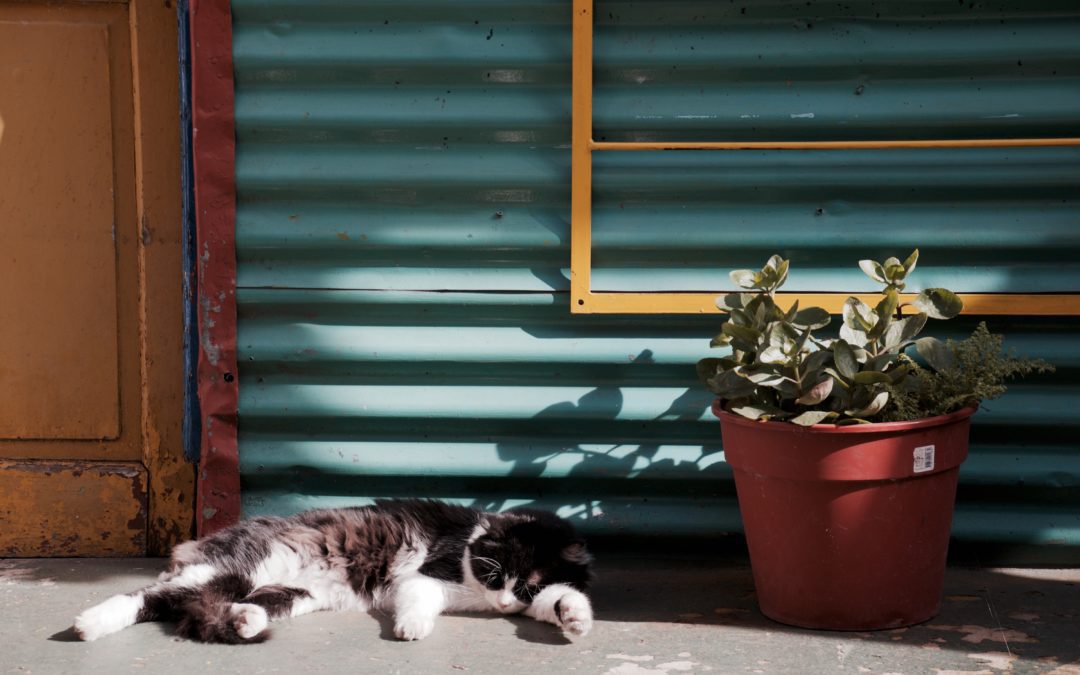 How Does Mold Exposure Affect Your Pets?