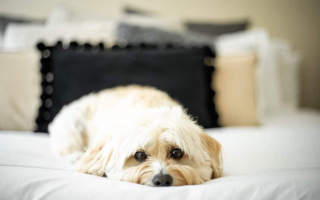 How To Get Rid of Your Dog’s Eye Crust
