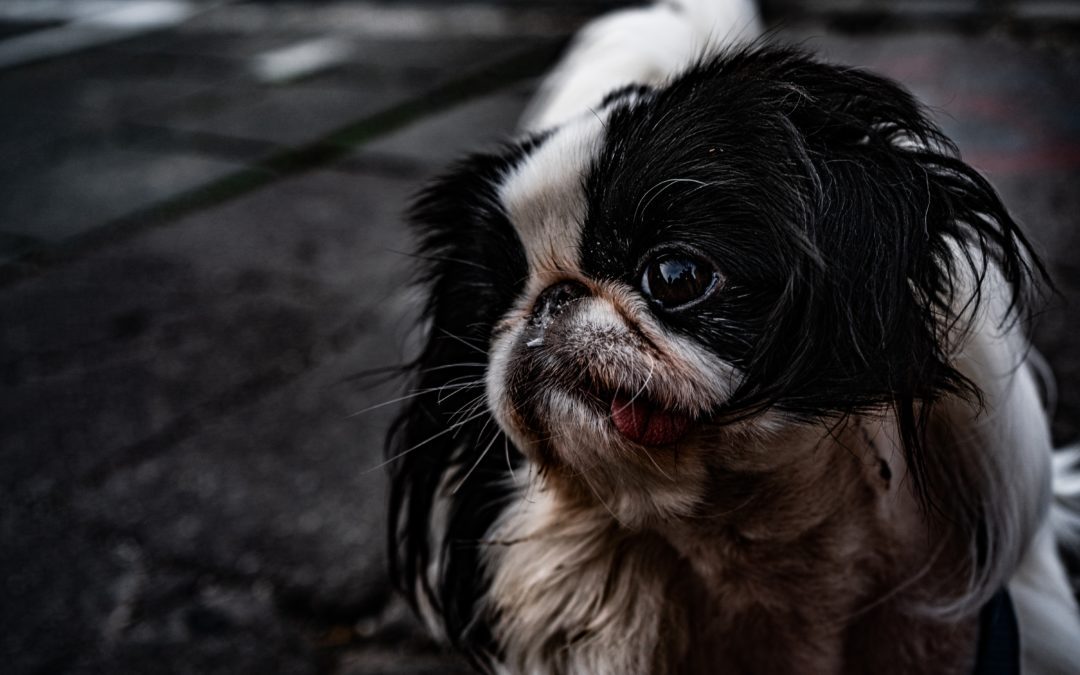 Reasons Why Your Dog Is Shaking