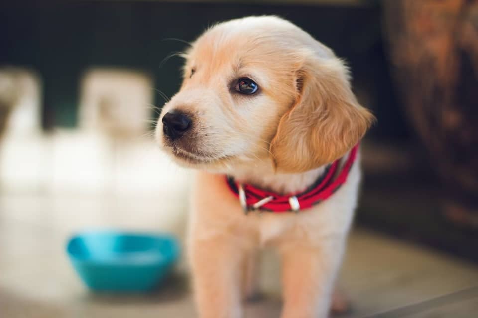 Is Microchipping Your Pets Safe?