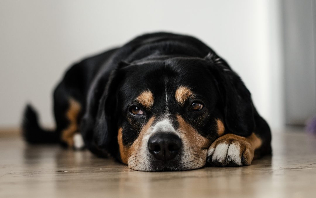 Can Dogs Get Hepatitis?