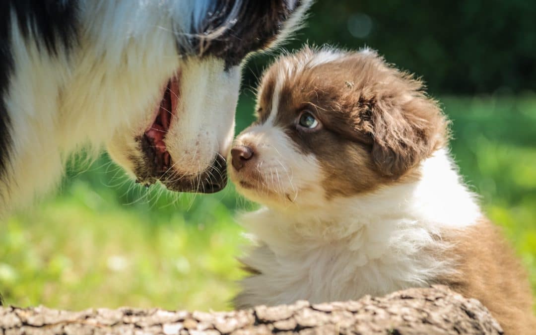 What Is Canine Brucellosis?