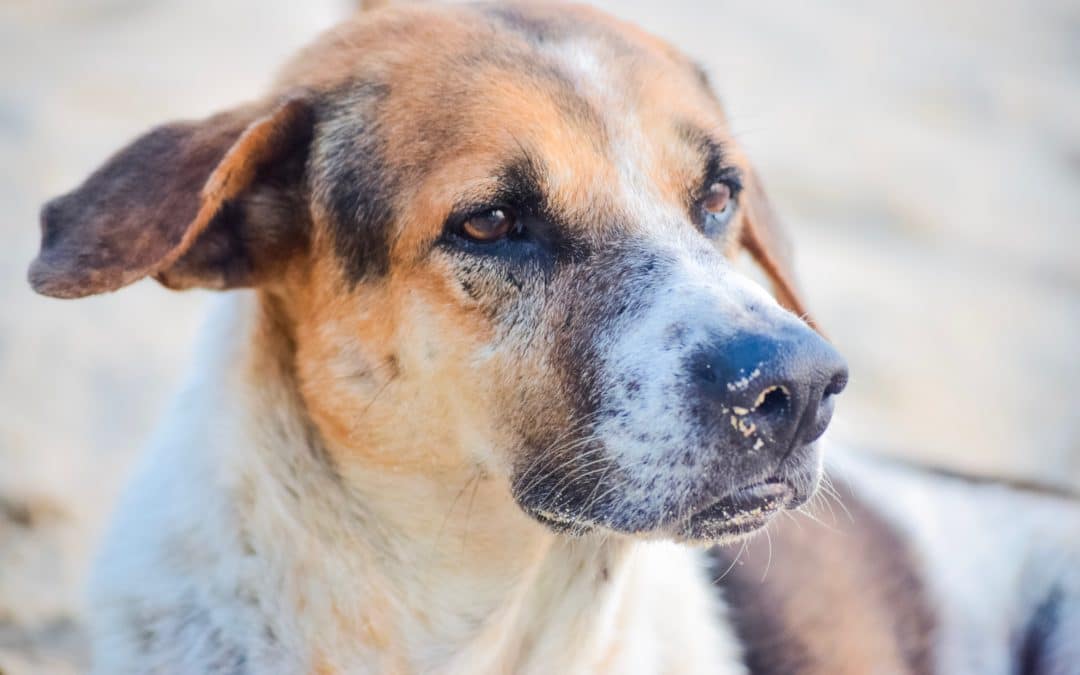 What Is Canine Influenza?