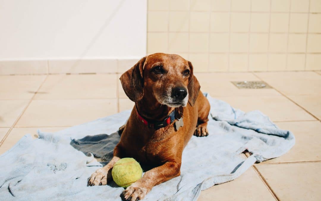 Can Pets Get Sunburned?