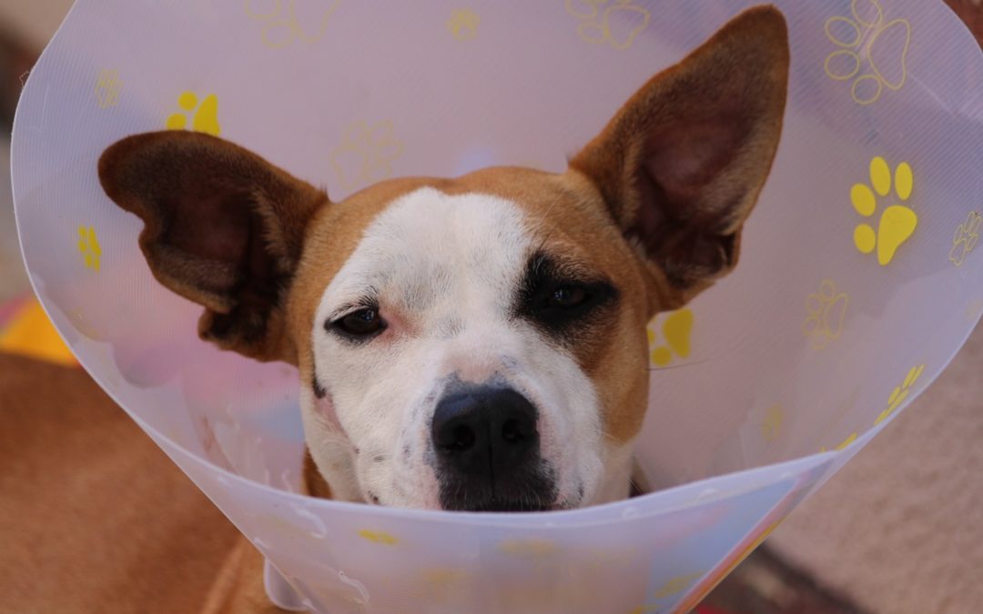 What Is CareCredit for Pets?