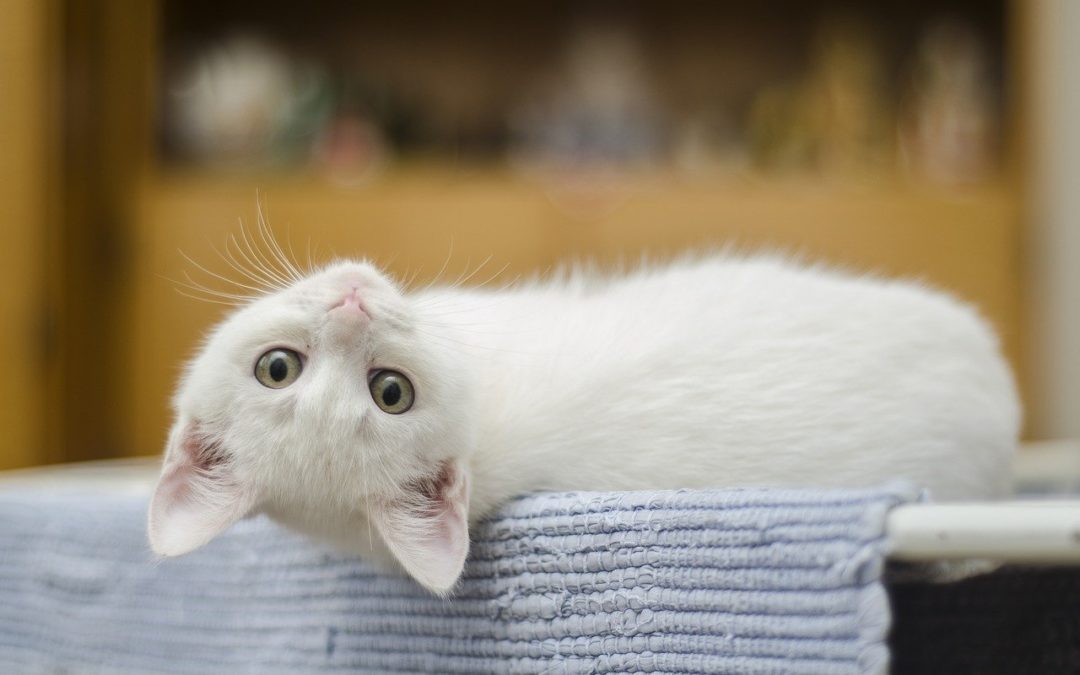 Four Tips for Bringing a Kitten Home