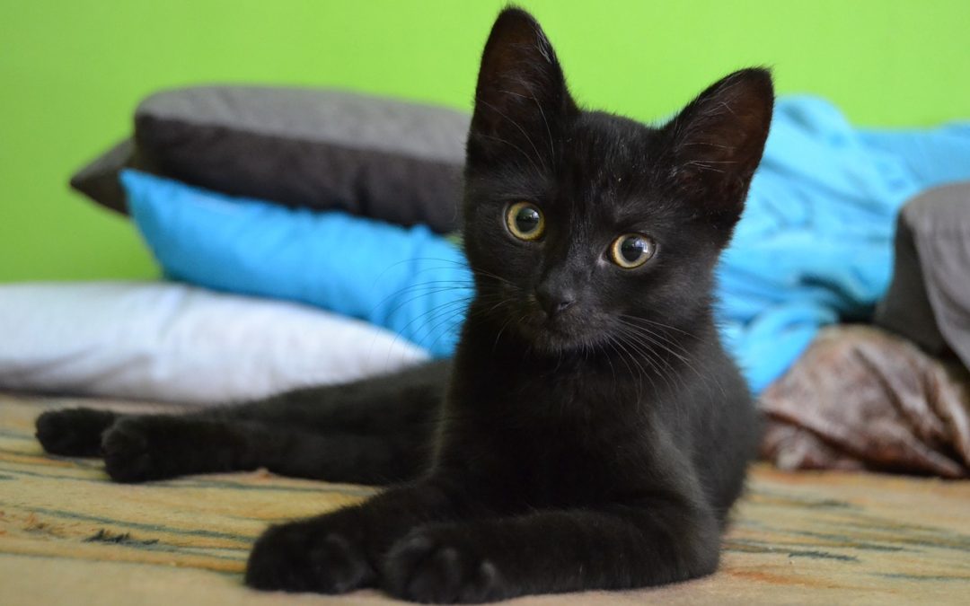 October 27th Is National Black Cat Day!