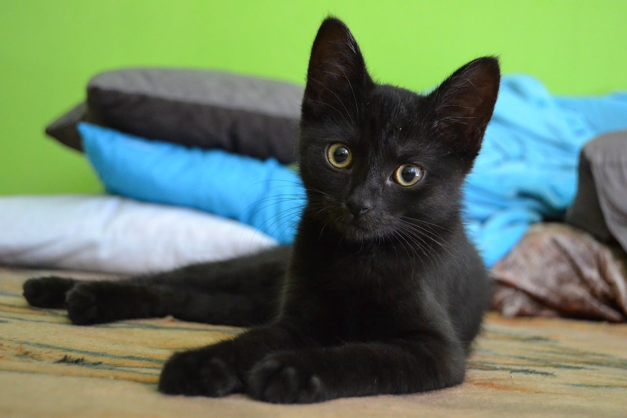 October 27th Is National Black Cat Day! | Anasazi Animal Clinic