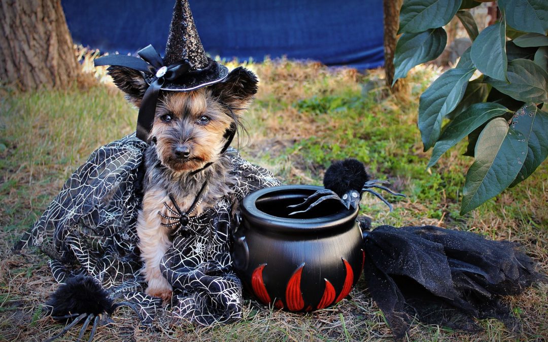 keep pets safe on halloween - dog in witch costume