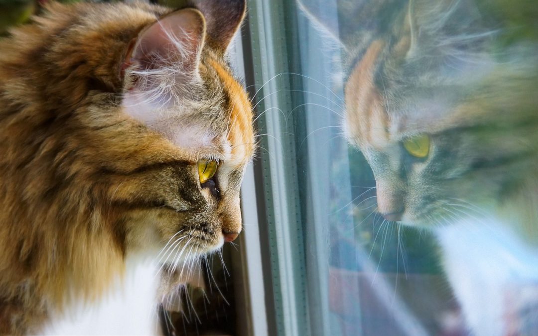 There’s Blood in My Cat’s Urine—What Does That Mean?