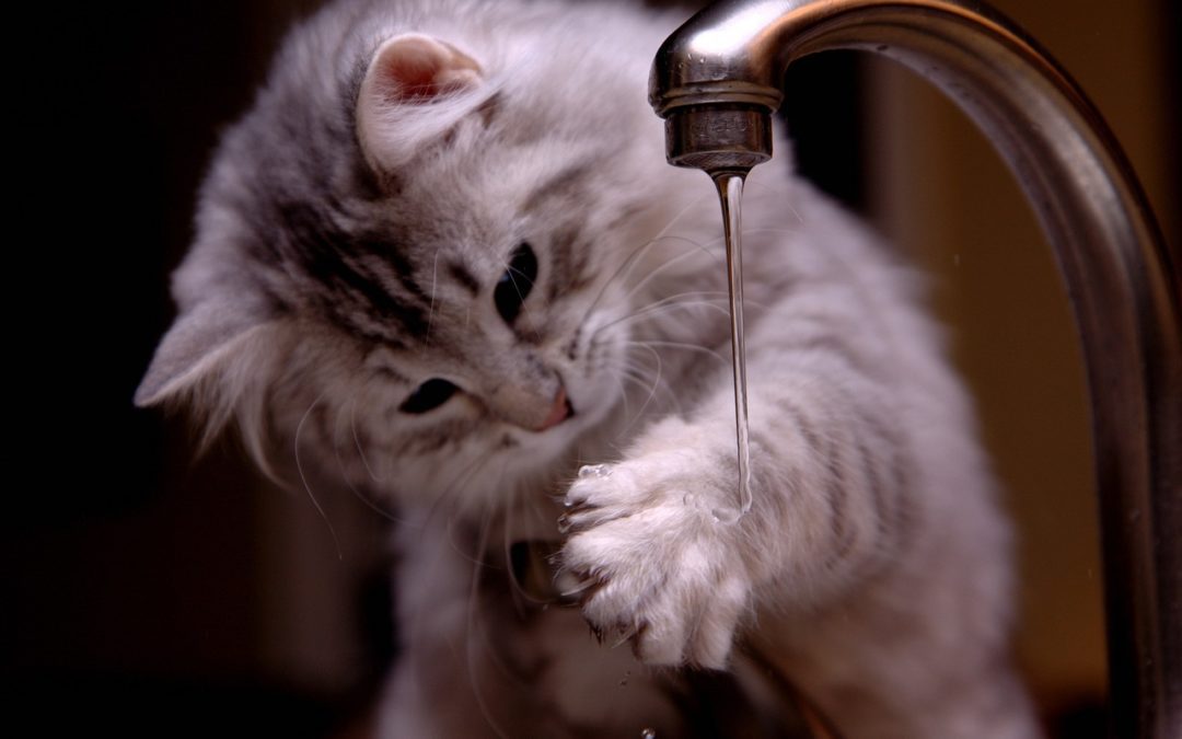 Should You Get a Water Fountain for Your Cat?