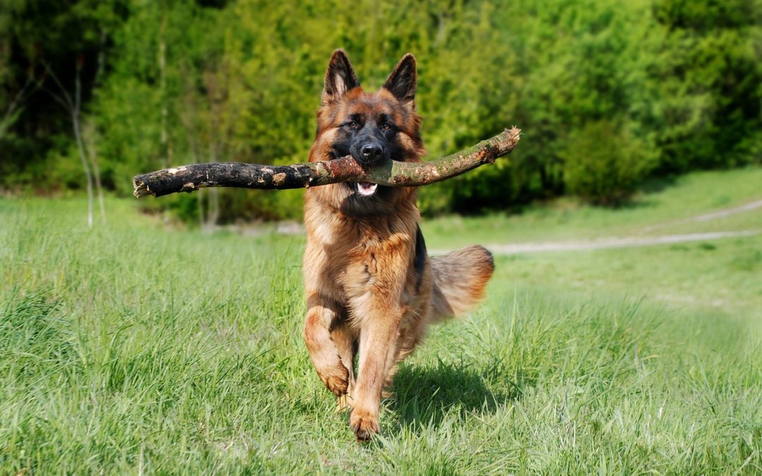 5 Tips for Adopting a Senior Dog