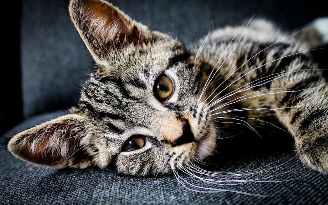 My Cat Is FIV Positive—What Now?