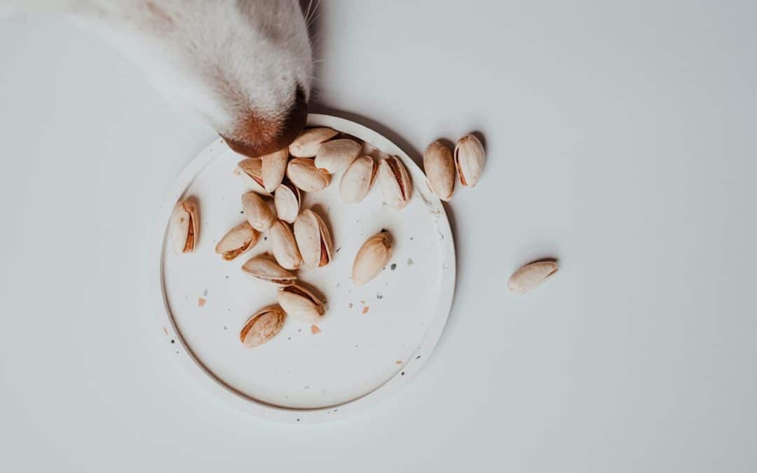 Can Dogs Eat Nuts?