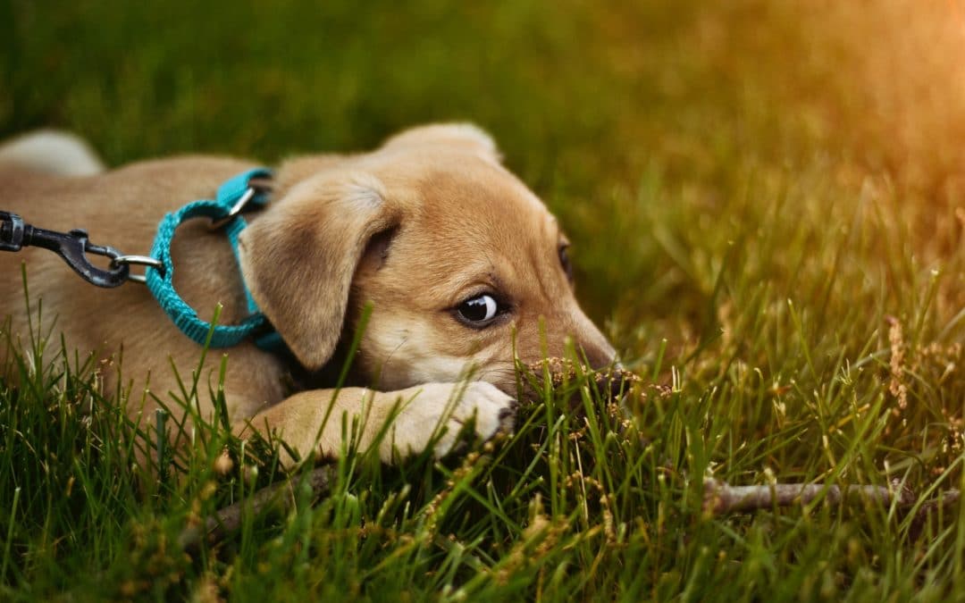 Hookworms in Dogs: What You Need to Know