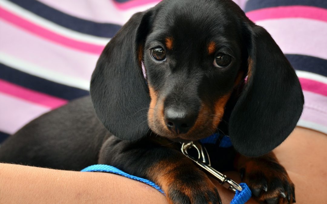 What Vaccinations Does My Dog Need Each Year?