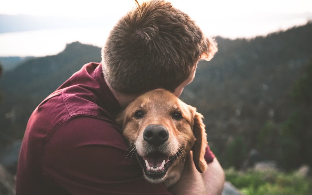 My Pet Is Lost—What Should I Do?