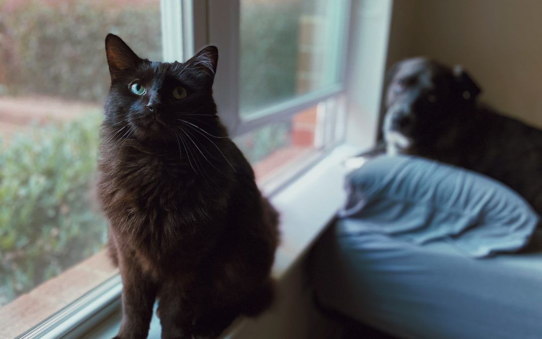 New “Matthew’s Law” Protects Pets in Arizona