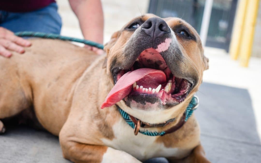 Do Dogs and Cats Need Their Teeth Cleaned?