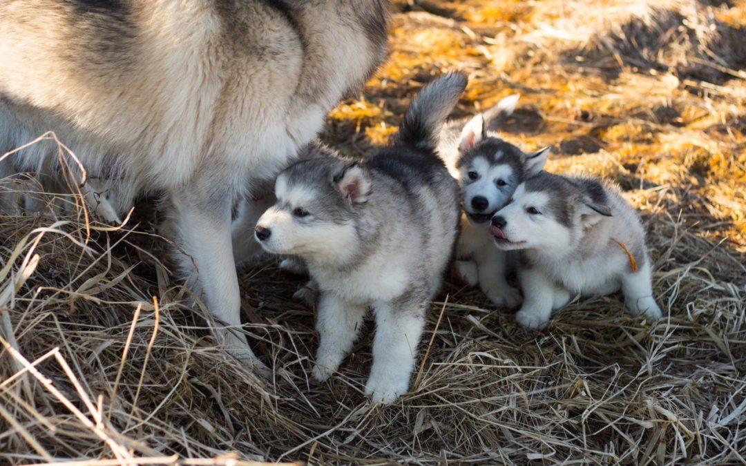 My Dog Is Pregnant! What Do I Do Now?