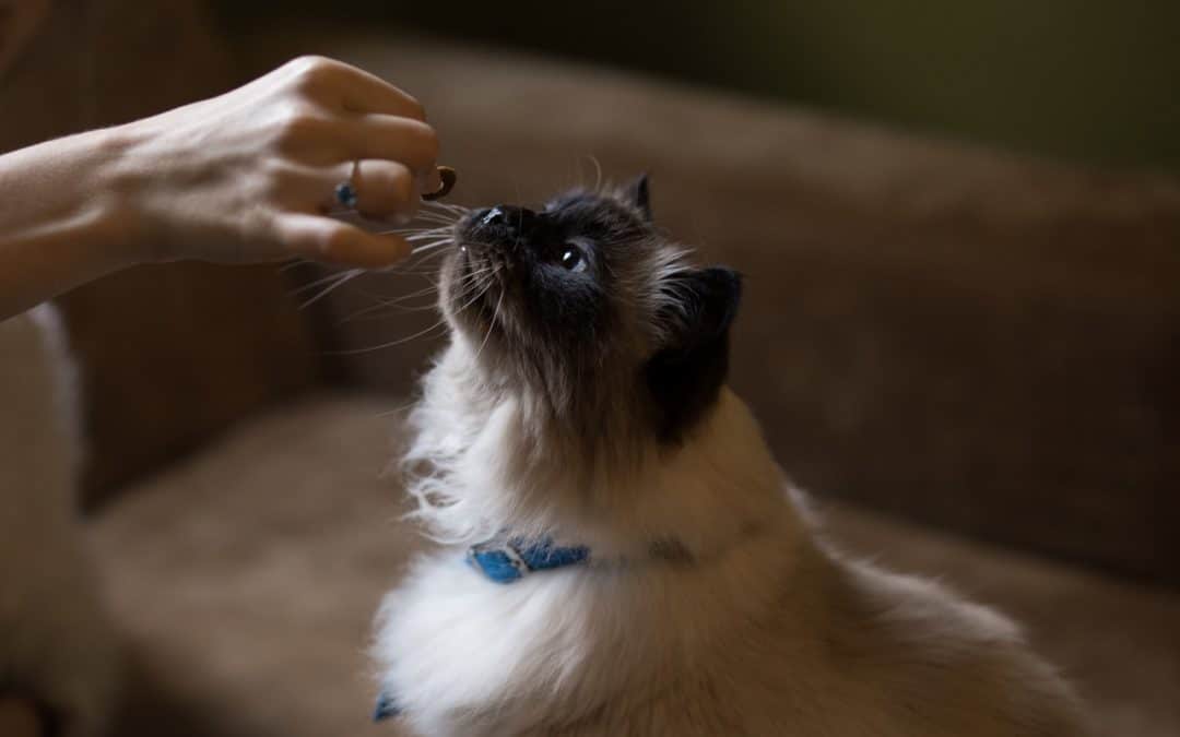 Does My Cat Have a Food Allergy?