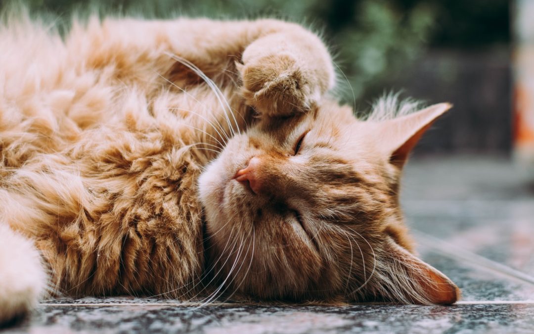 How to Tell If Your Cat Has Seasonal Allergies