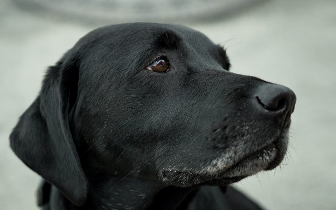 What Are the Most Popular Dog Breeds of 2022?