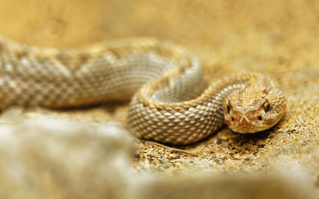 How to Treat a Snakebite in Dogs
