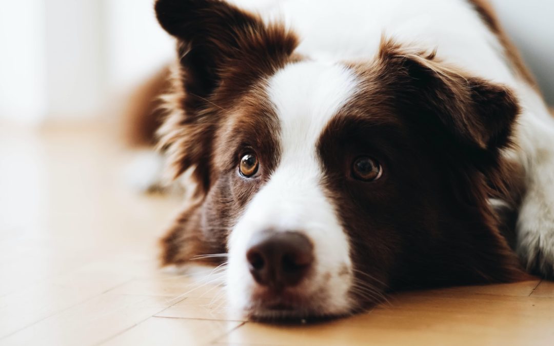 What to Look for When Boarding Your Dog