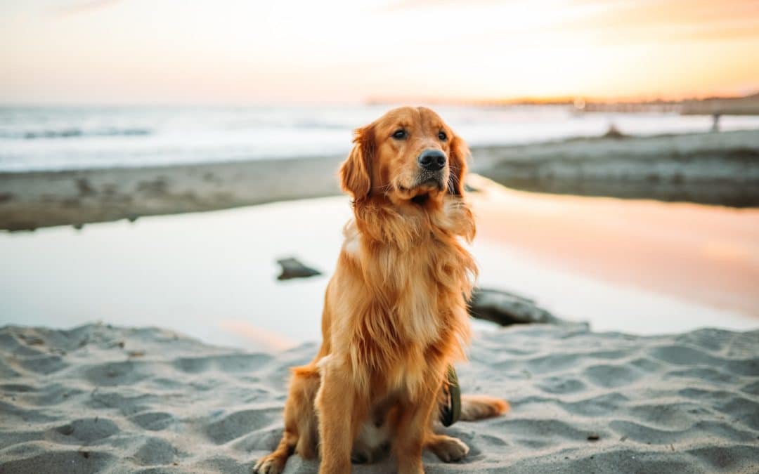 Can a Vaccinated Dog Get Rabies?