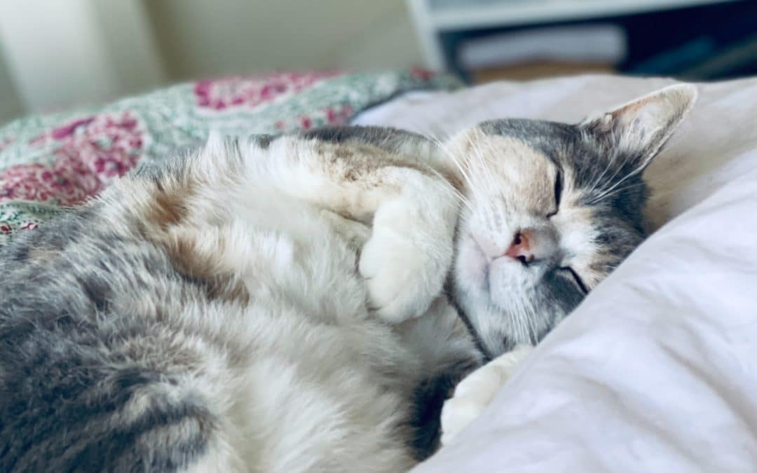 how to keep your cat happy - cat sleeping happily on bed