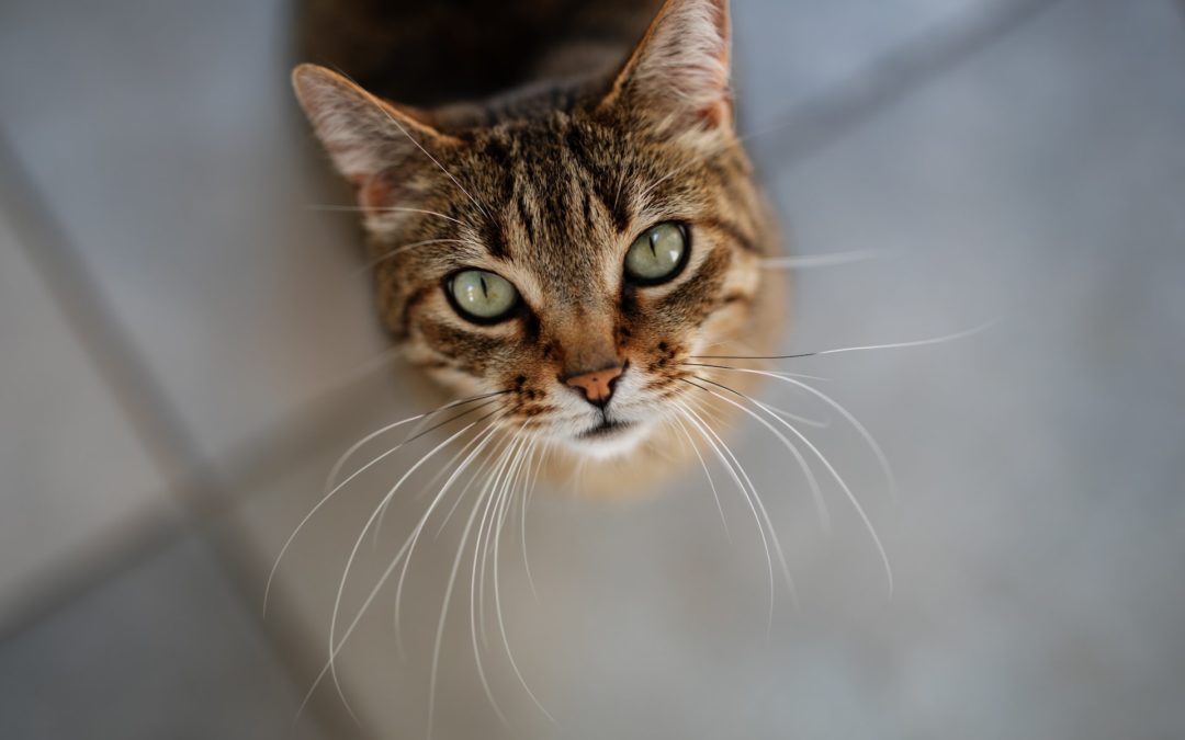Can Cats Get Gum Disease?