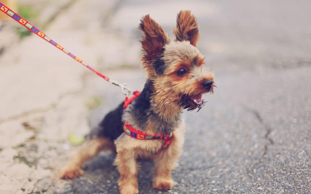 How Often Should You Walk Your Dog?