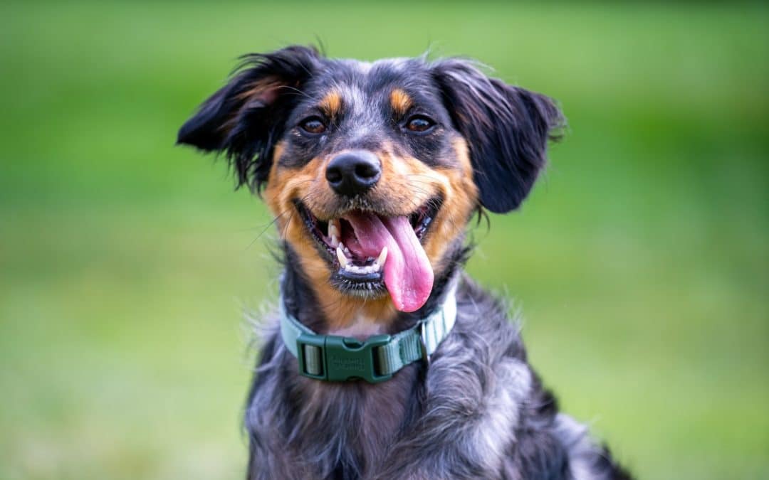 How to Keep Your Dog’s Teeth Clean