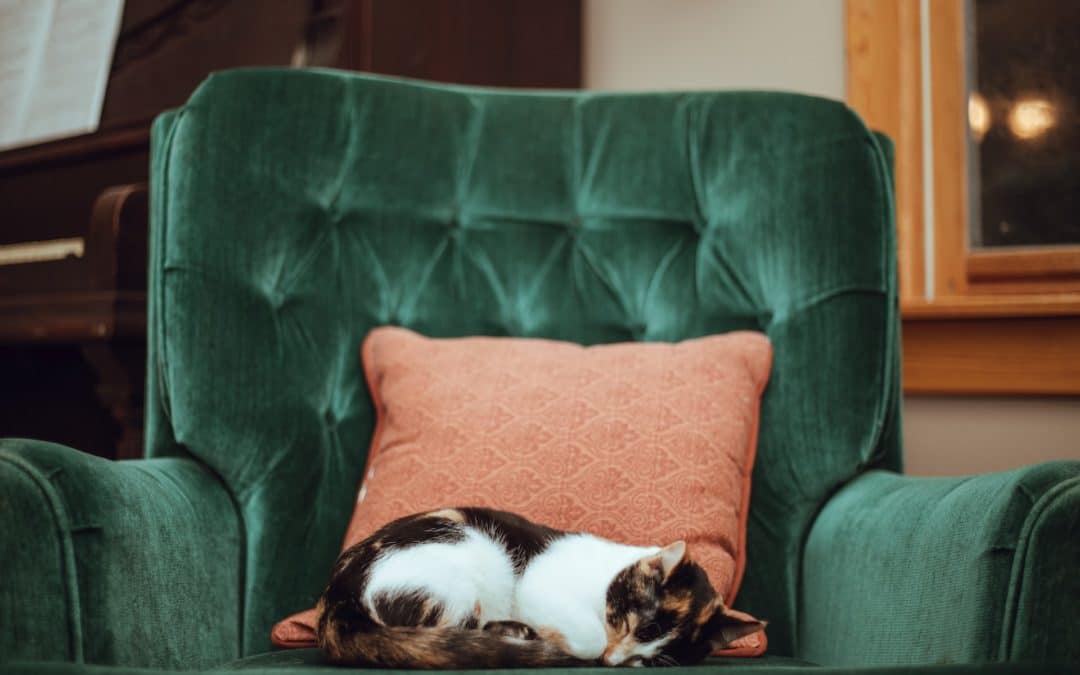 5 Tips for Adopting a Senior Cat