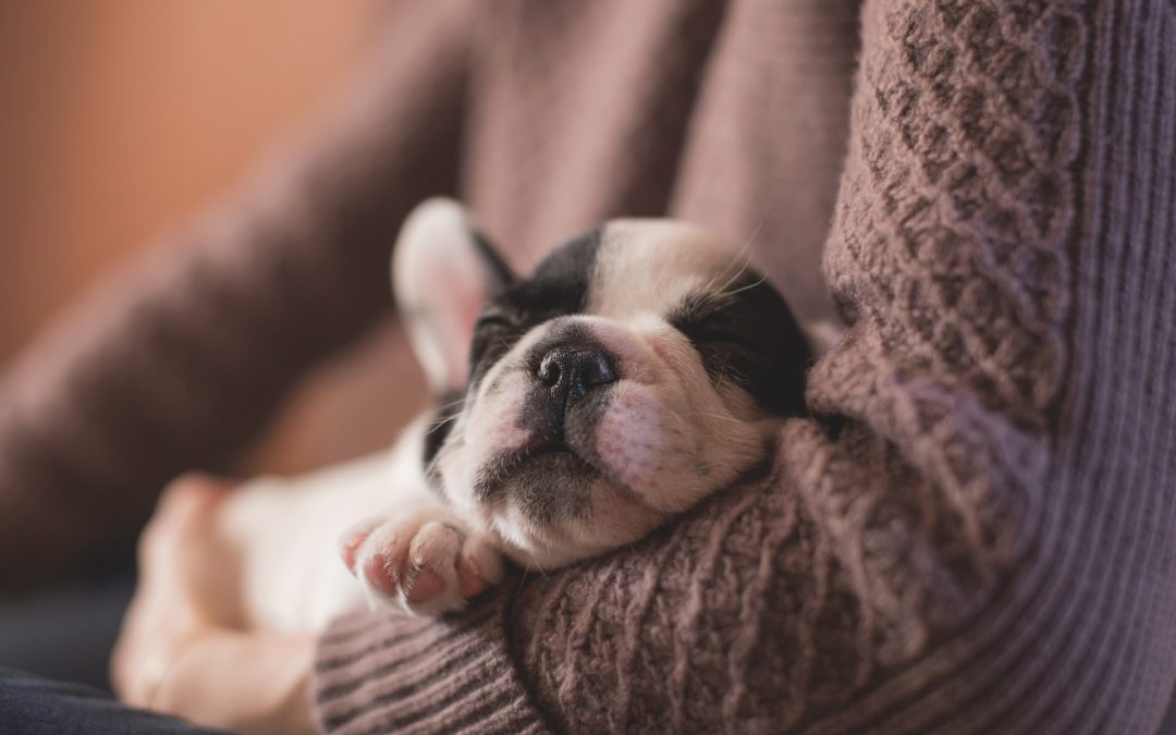 What to Expect in Your Puppy’s First Year