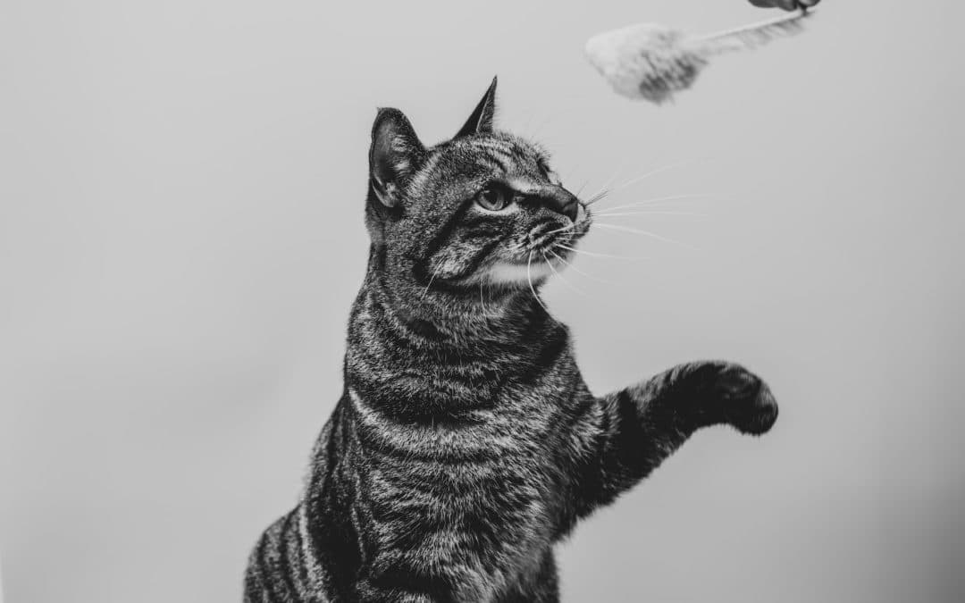 safe toys for cats - cat playing with mouse toy