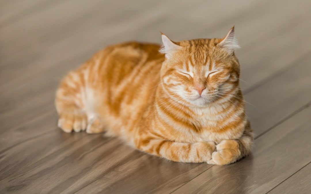 6 Common Cat Diseases