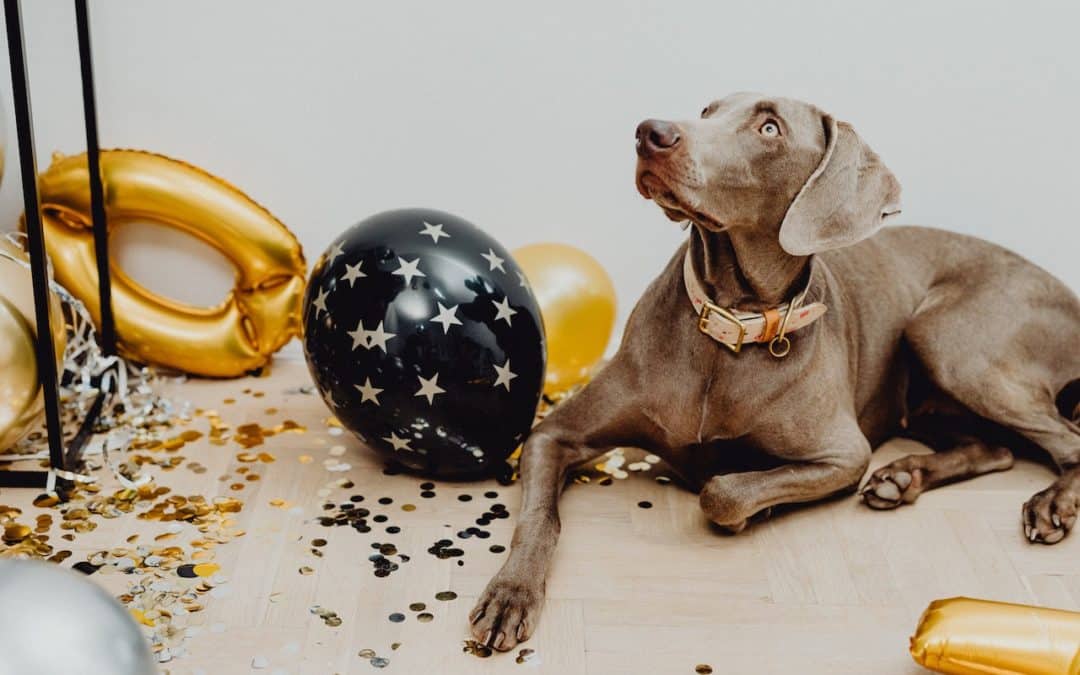 5 New Year’s Resolutions To Help Keep Your Dog Healthy
