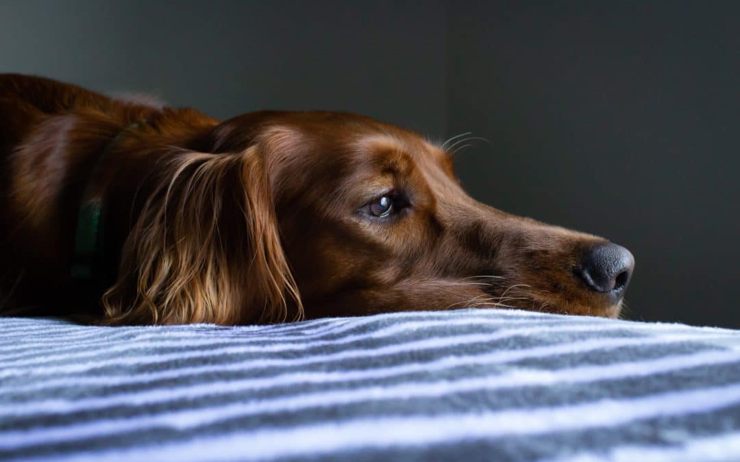 How to Tell If Your Dog Has Tooth Pain