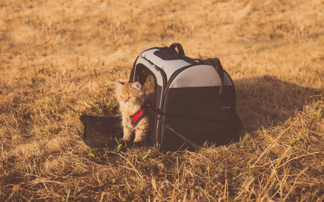 How to Choose the Best Cat Carrier